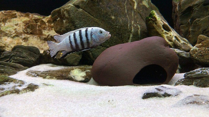 Plecoceramics Cichlid Stone Decoration - Aquarium cave for Cichlids, Betta, Small Fish - Fish Tank Hideway Decor - Betta Toys Hideout Stones House (Stone Small) - Image 4